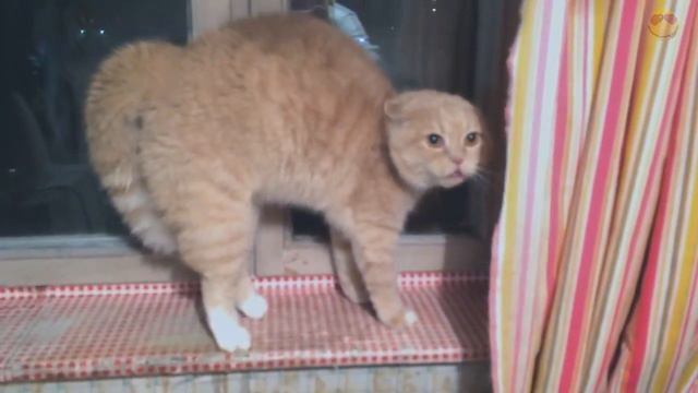 Надела шапку - кот перепугался. Wearing a hat - scared cat смотреть онлайн