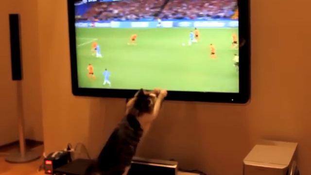 Кошка и футбол смотреть онлайн