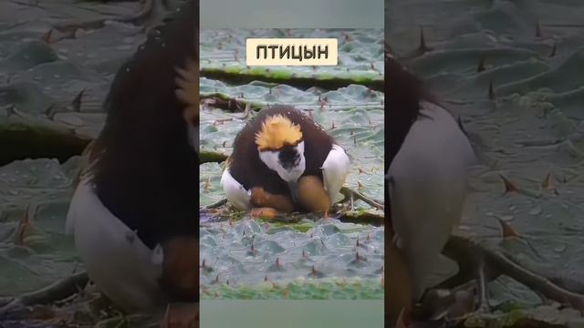 Птичка на яичках 🦆🥚🐣bayoun.ru #птичка #яйца #животные смотреть онлайн