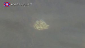 Проект Х. Стеллерова корова