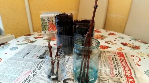 Проращивание черенков винограда зимой. Часть 1