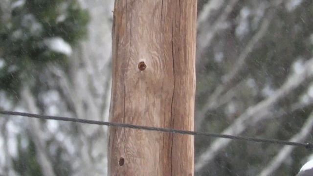 Дятел на столбе, Большой пестрый дятел смотреть онлайн