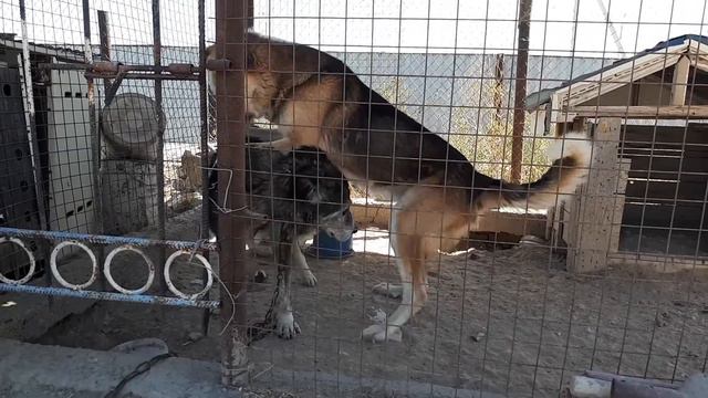 Бике и Актабан попытка вязки 1 смотреть онлайн