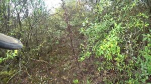 Охота на фазана  с фокстерьером 2020.