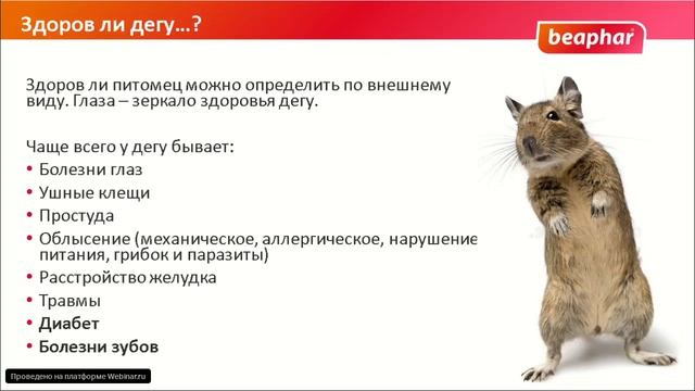 Дегу Особенности содержания и советы ветеринара смотреть онлайн