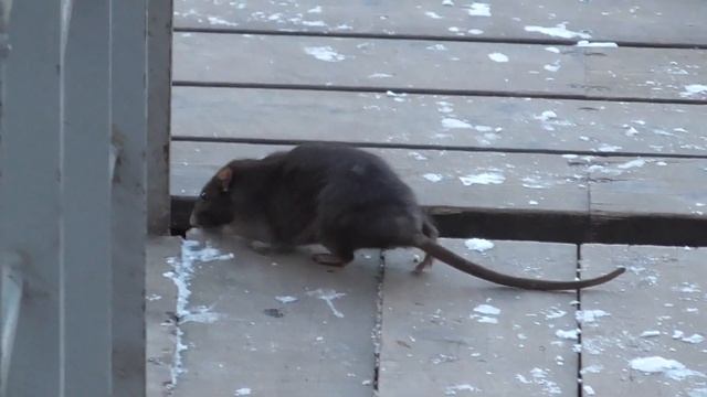 ЭКСКЛЮЗИВ! ВСЕМ СМОТРЕТЬ!!! ЖЕСТЬ!!! ОГРОМНЫЕ КРЫСЫ ЦЕЛУЮТСЯ НА ПОНТОНЕ!!! смотреть онлайн