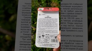 Обзор томата суперклуша.  15 июля 2019