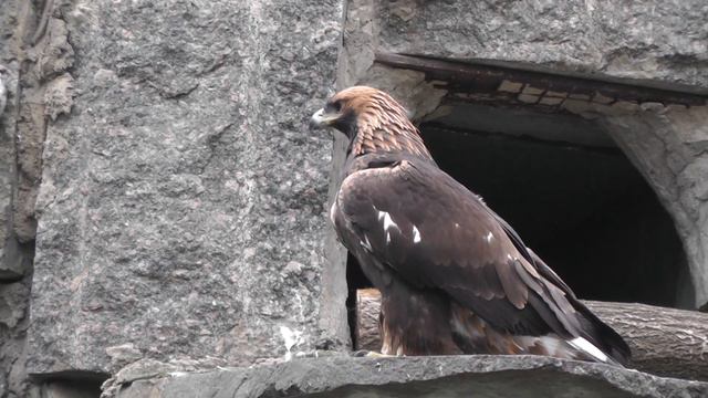 Стервятники Московского зоопарка смотреть онлайн