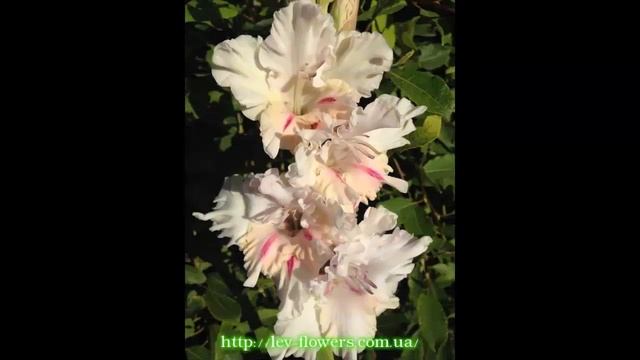 #Гладиолусы белые2 #Сад цветов Екатерины Ляшенко смотреть онлайн