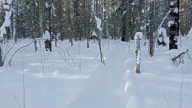 Езда по лесу на толкаче.