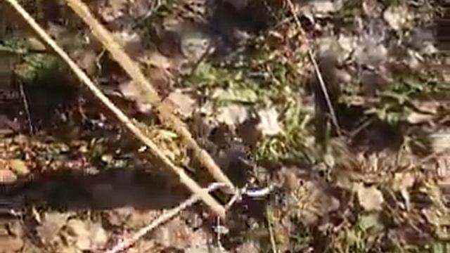 www.MyReptile.ru_Апрельский лов гадюк. смотреть онлайн