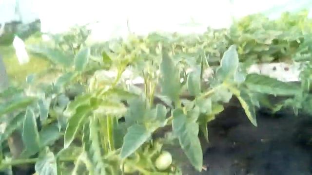 обзор помидора сорт Аляска смотреть онлайн