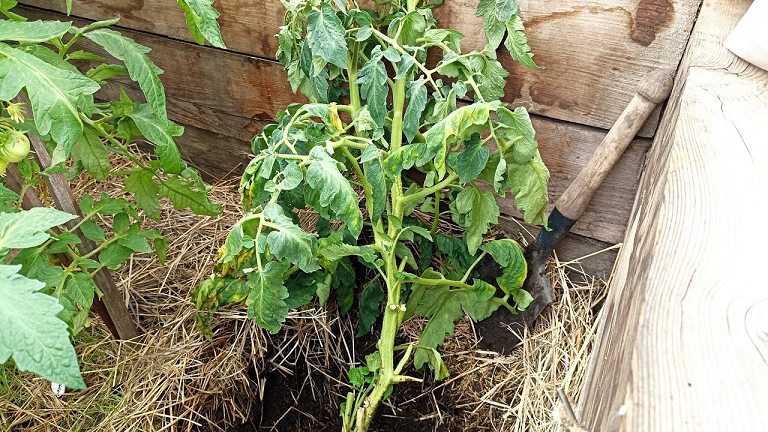 Разбираюсь от чего погиб томат Настя Сибирячка. смотреть онлайн