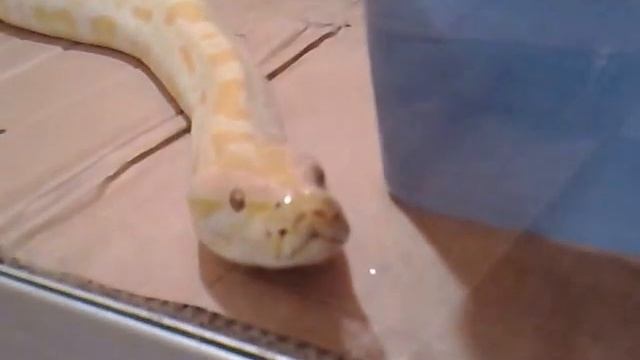 Самый большой удав Тайвань смотреть онлайн