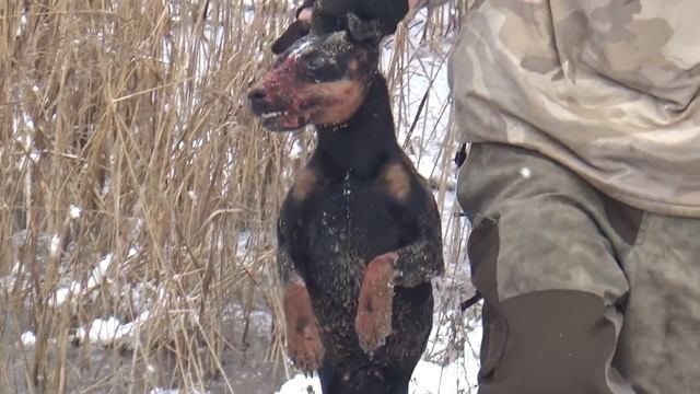 Охота на зайца с ягдтерьером. Выгнали лису с норы. Без трофея смотреть онлайн