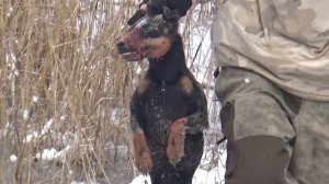 Охота на зайца с ягдтерьером. Выгнали лису с норы. Без трофея