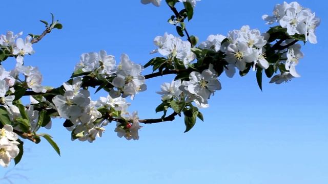 Когда ПАСХА в 2022 году? Будет поздняя или ранняя православная Пасха? Какого числа Пасха католиков? смотреть онлайн