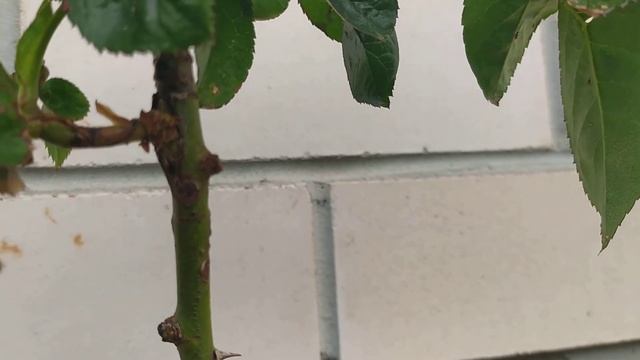 Штамбовая роза своими руками скоро зацветёт смотреть онлайн