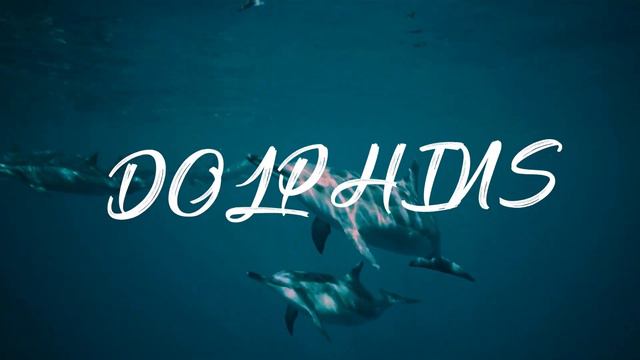 New Video Project trailer Sharks Dolphins Manta Rays Mavic air 2 GoPro 8 LumaFusion смотреть онлайн