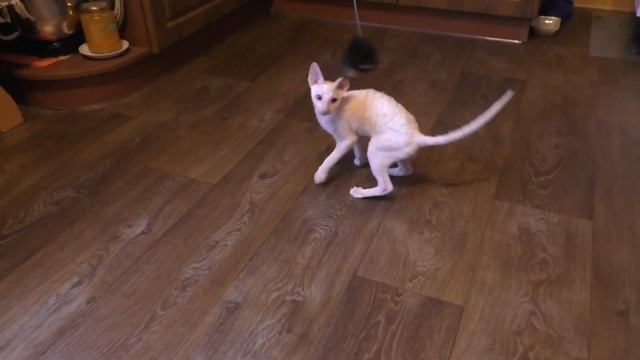 Корниш Рекс /Мальчик Белый - 4 Месяца/Породистые Котята смотреть онлайн