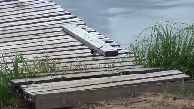 Где гнездо у трясогузки смотреть онлайн