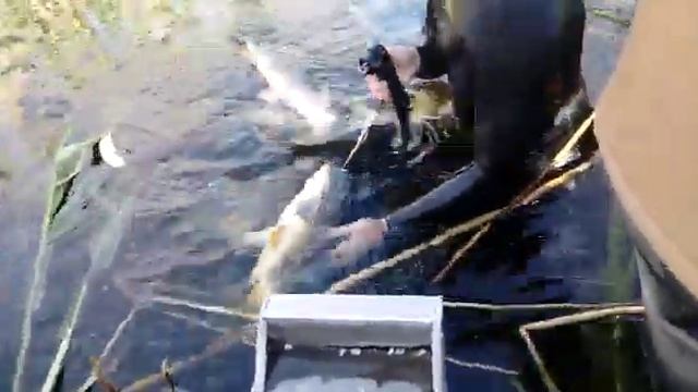 И снова подводная рыбалка в Астрахани смотреть онлайн