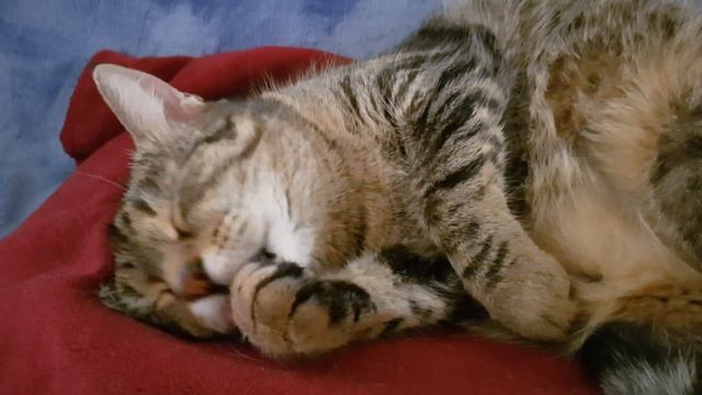 Сима умывается во сне