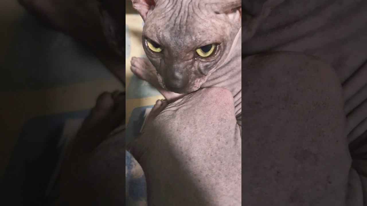 ▷Сфинкс себя моет◁ смотреть онлайн