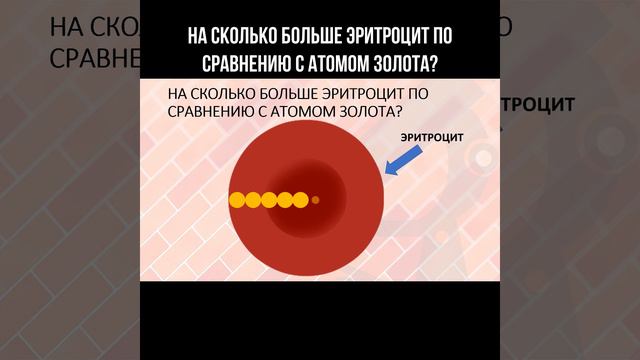 На сколько больше эритроцит по сравнению с атомом золота? #позновательно #интересно смотреть онлайн