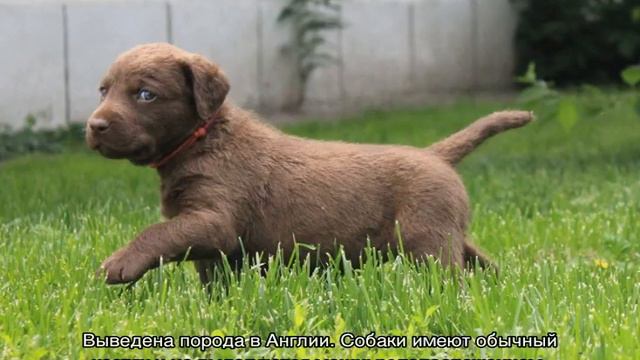 Ретриверы: какие бывают виды и что это такое смотреть онлайн