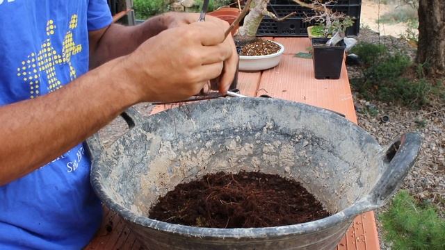 Nuevo bonsai de Larix, el primer trasplante смотреть онлайн