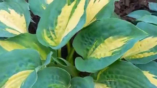 #хоста / Хоста Дрим Квин ( лат. Dream Queen) . Самая красивая вариегатная голубая хоста. смотреть онлайн