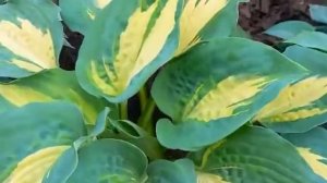 #хоста / Хоста Дрим Квин ( лат. Dream Queen) . Самая красивая вариегатная голубая хоста.