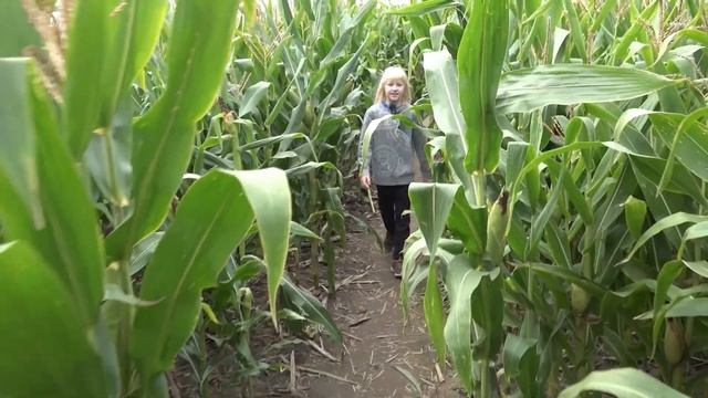 CORN MAZE - Trying to Find Lost Brother and Having Fun Getting Lost in an Outdoor Labyrinth of Corn смотреть онлайн
