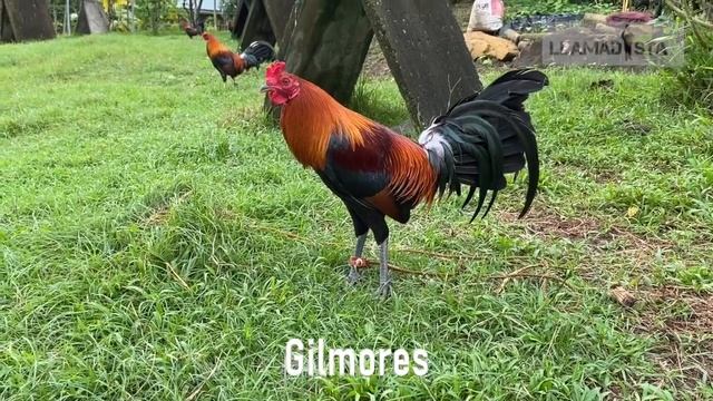 MABINI WINGEDKNIGHTS: EPISODE 1, "GameFowl is our Passion." #Sweaters #Roundheads #Fowls смотреть онлайн