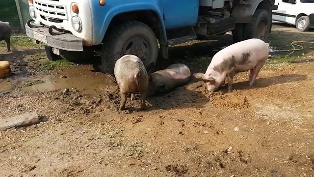 Свиньи купаются. Дёшево утеплили потолок в свинарнике. смотреть онлайн