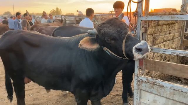 ХОРАЗМ БОГОТ МОЛ БОЗОРИ 5-ИЮЛ БУГУН САВДО ЗУ́Р БУ́ЛДИ ХОРАЗМ БОЗОР