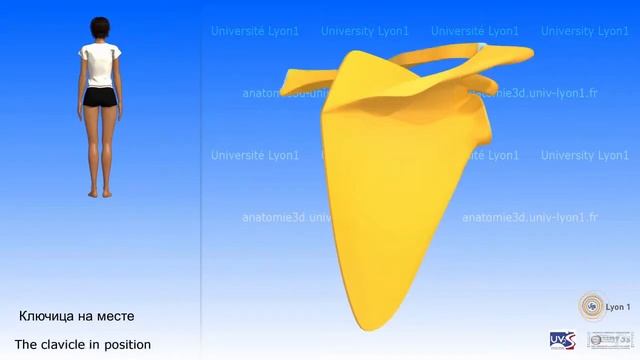 3D анатомия лопатки смотреть онлайн
