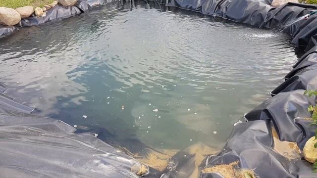 Пруд на дачном участке, своими руками. Второй день после зарыбления. Плавунец-чем страшен для рыбы. смотреть онлайн