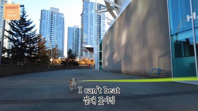 My Shiba Inu’s Morning Routine смотреть онлайн