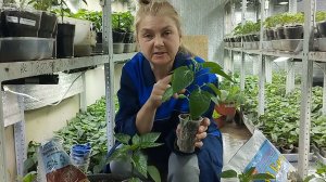 Что делать чтоб собирать перцы ведрами? Делаем так и будет урожай!