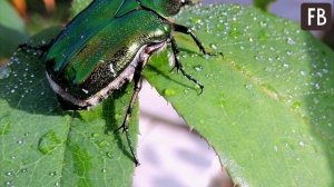 Белые личинки в компосте - это не майский жук, а отличный помощник для огородника
