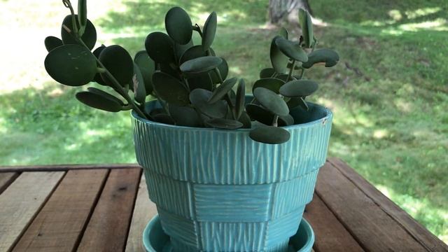 Care Tips For Silver Dollar Plant - Xerosicyos Danguyi
