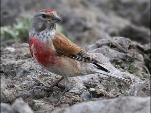 Певчие птицы в вольере (Щеглы,Чижи,Репела,Зеленушки,Овсянка)