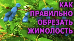 Вся правда об обрезке жимолости осенью от опытного садовода. Как обрезать жимолость осенью.