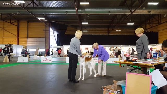 РУССКАЯ БОРЗАЯ. Выставка собак Победитель Риги ♦ BARZAIA. ZooExpo 2017. FCI CACIB Dog Show смотреть онлайн