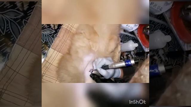 Клеймим шпица в питомнике "Маленькая Звезда" 28 декабря 2022 г. смотреть онлайн