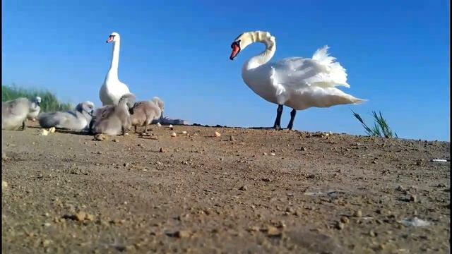 Лебеди вывели птенцов погулять. смотреть онлайн
