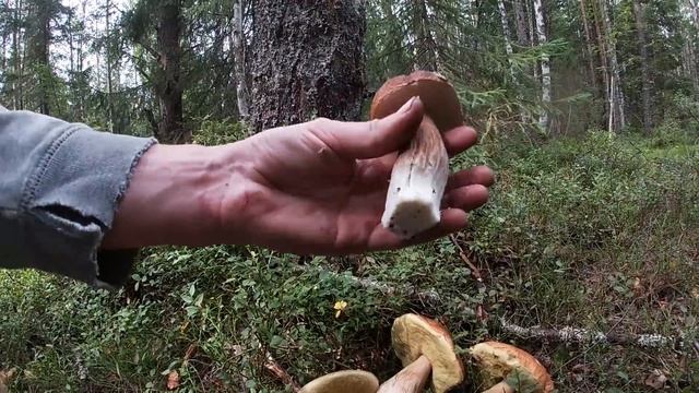 Лучшая Грибалка в Жизни ! Белые Грибы Боровики 2020 Карелии. ЦАРСКАЯ ТИХАЯ ОХОТА. Грибы 2020 смотреть онлайн