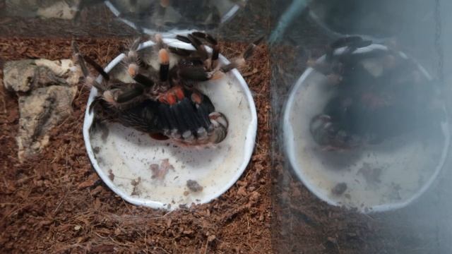 Линька паука птицееда Brachypelma smithi смотреть онлайн